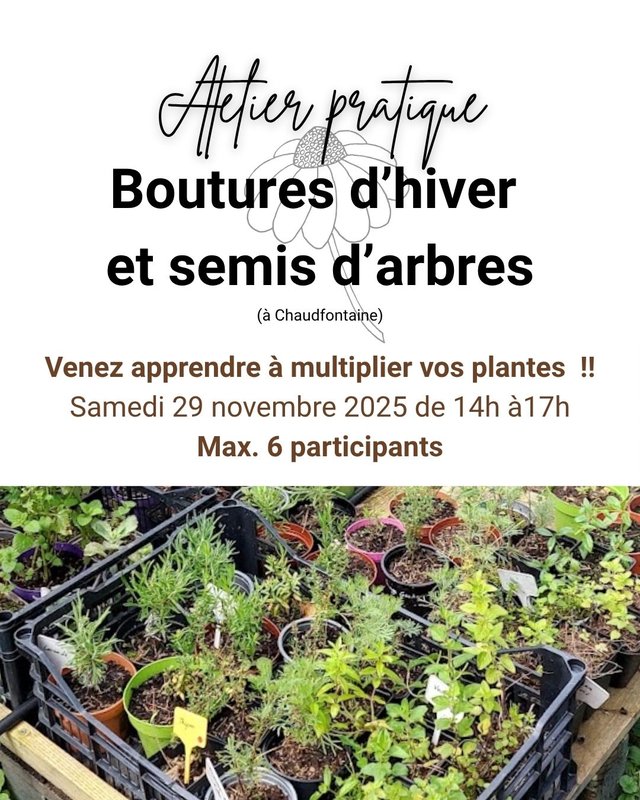 Stages,cours Atelier multiplier plantes: boutures d’hiver semis d’arbres