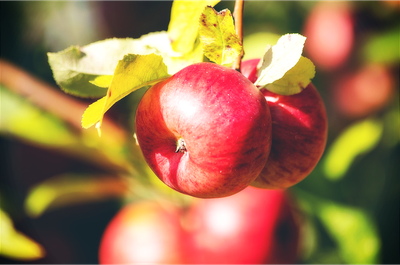 Loisirs Distribution d arbres fruitiers 2025