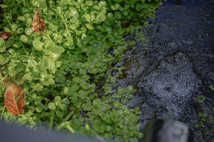 Loisirs Portes ouvertes visite guidée la cressonnière Laeken