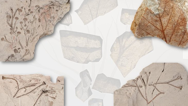 Conférences Paléobotanique l Observatoire Monde Plantes