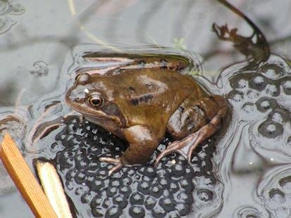 Conférences Batra...coâââ?