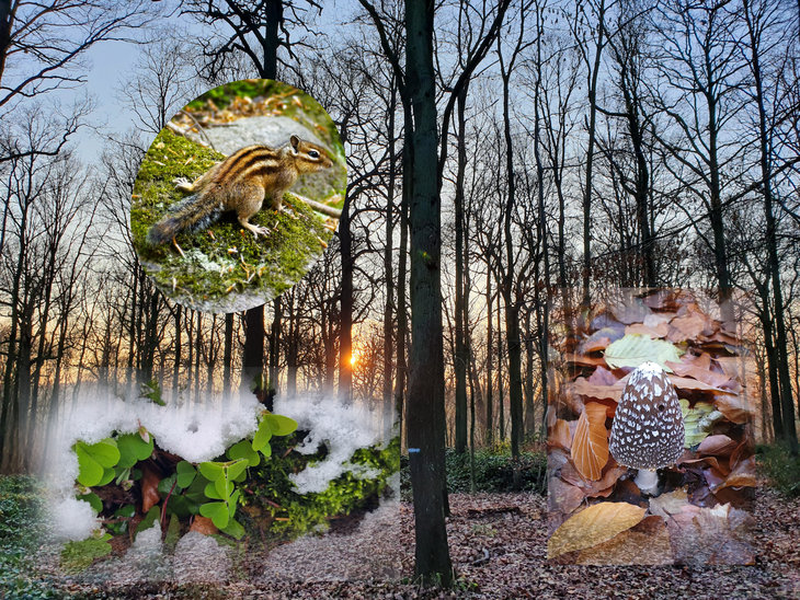 Loisirs La forêt dort-elle hiver?