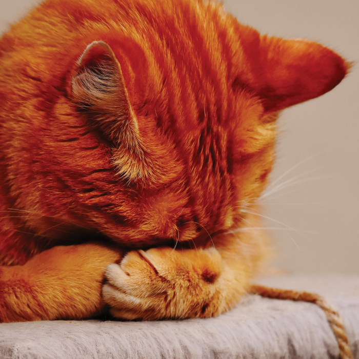 Spectacles Les Cachotteries #2