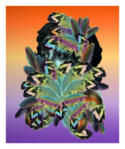 Concerts De nouveau oiseaux