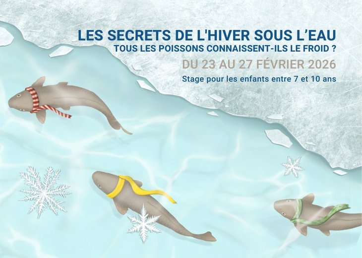 Stages,cours Les secrets l hiver sous l’eau - Stage