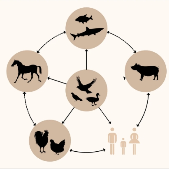 Conférences Conférence l Antenne interuniversitaire Jette : passage virus l’animal