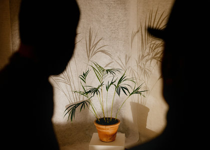 Expositions Tropisme Poétique, plantes dansent