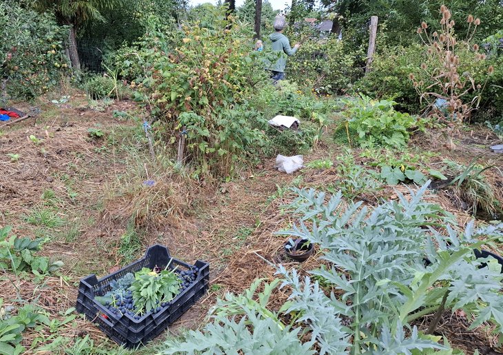 Stages,cours Cycle : Initiation la permaculture au jardinage permaculturel