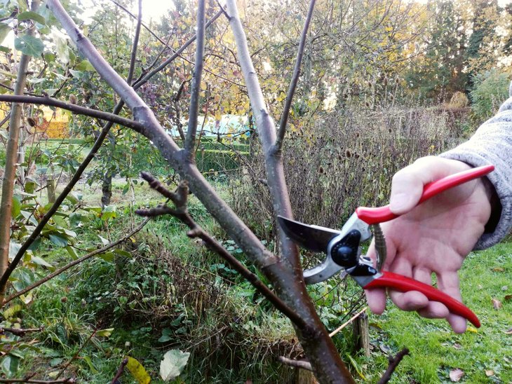 Stages,cours Cycle : Fruits petits fruits fil saisons