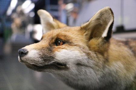 Stages,cours Atelier  Mon nez, truffe  / maison parents