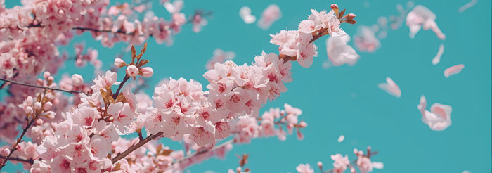 Concerts Hana Fubuki