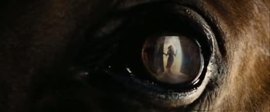 Stages,cours Communication Animale: Relations Miroir