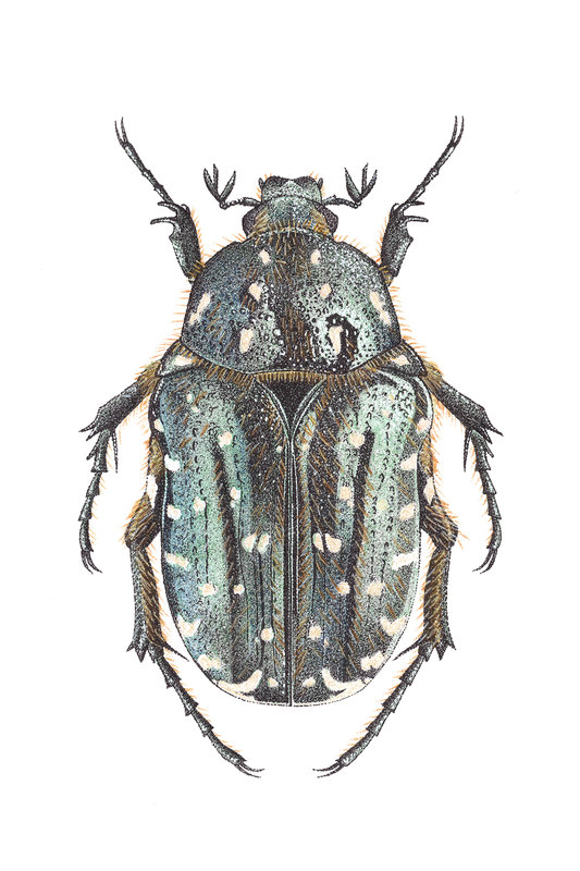 Expositions Hybridation