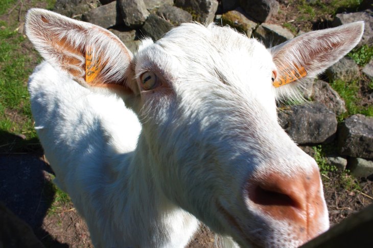 Stages,cours Stage la Ferme