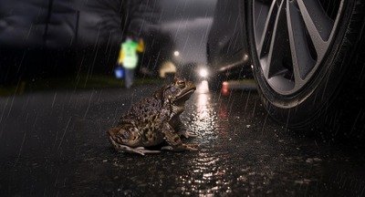 Conférences Conférence sensibilisation batraciens