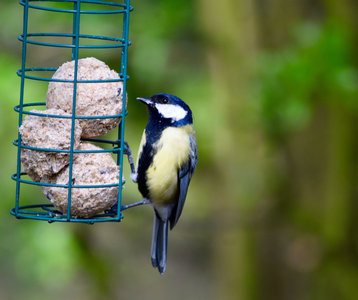 Loisirs Atelier confection kits mangeoires boules graisse pour participer comptage 