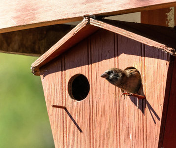 Loisirs Observation oiseaux jardins