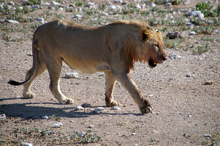 Conférences Exploration Monde : Namibie exceptionnelle nature