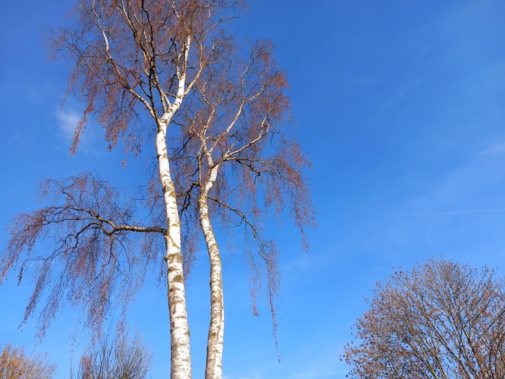 Loisirs Promenade guidée : arbres hiver