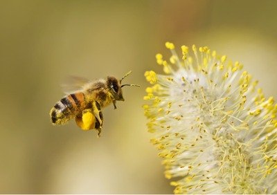 Conférences Conférence apicole