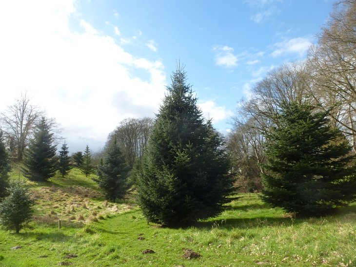 Loisirs Découverte conifères l arboretum Lauzelle