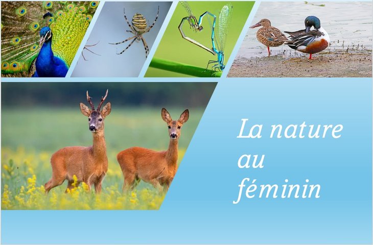 Loisirs La Nature féminin (Boitsfort)