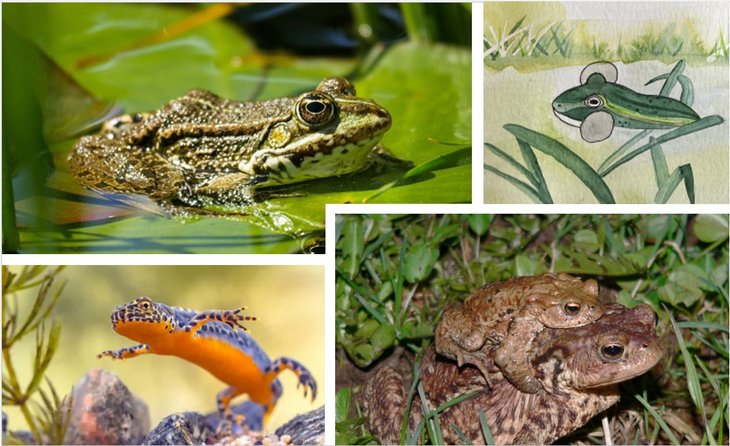 Loisirs Les batraciens réveillent