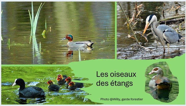 Loisirs Les oiseaux étangs
