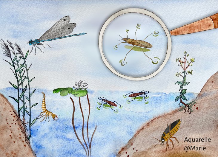 Loisirs Les petites bêtes la mare