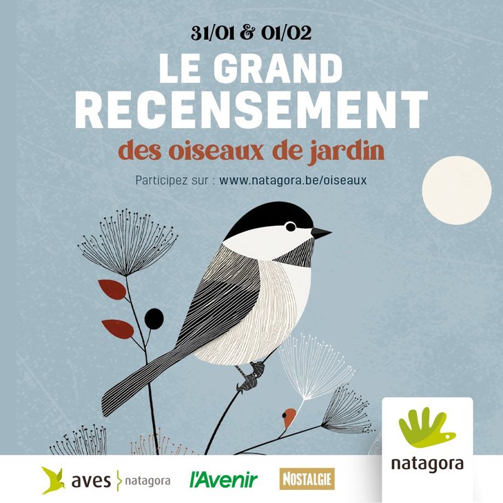 Loisirs Le Grand Recensement oiseaux jardin
