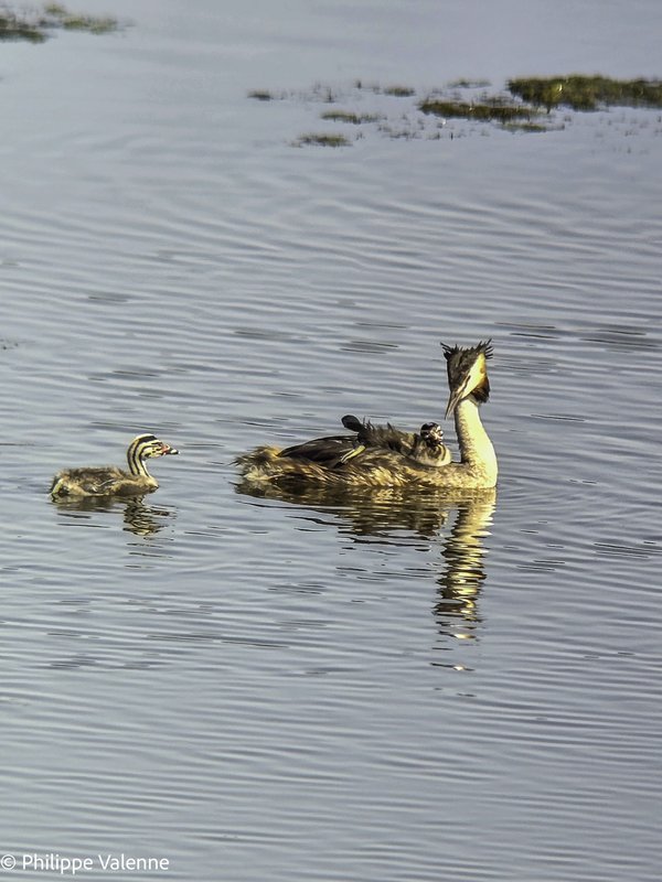 Loisirs Plongez dans l’univers oiseaux d’eau