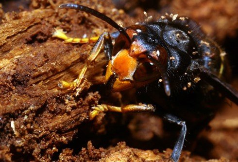 Conférences Frelons asiatiques, mieux connaître, mieux agir