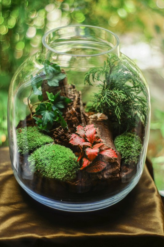 Stages,cours Atelier terrarium