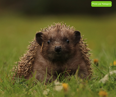 Conférences Conférence le hérisson