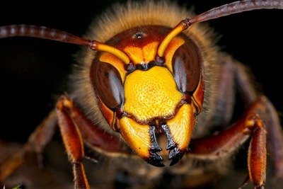 Conférences Frelon asiatique : informations l attention apiculteurs