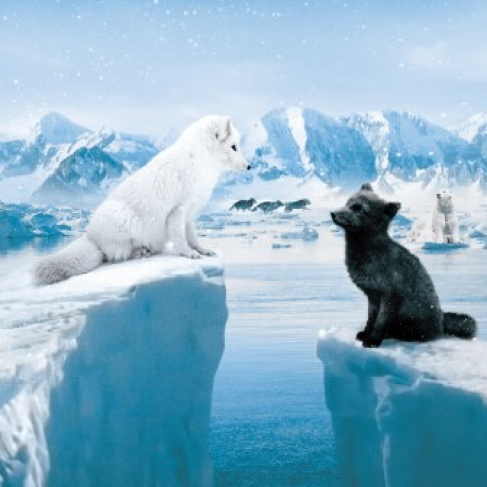 Spectacles Ciné Kids : Kina & Yuk, renards la banquise