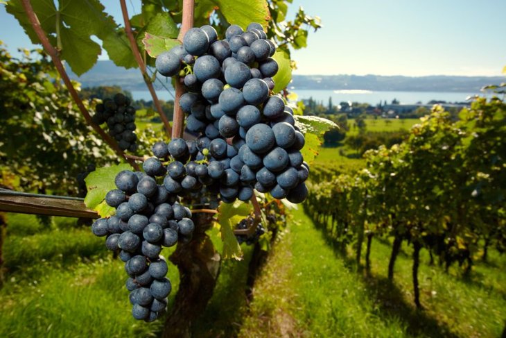 Conférences La culture la vigne Belgique face réchauffement climatique