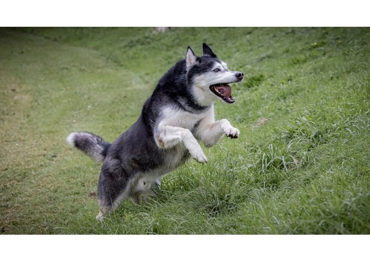 Loisirs Séances  vidéo  pour chiens leurs humains)