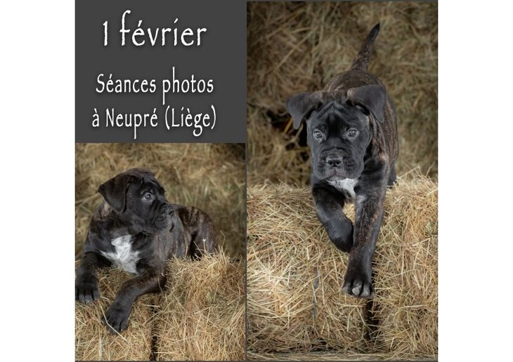 Loisirs Séances photos pour chiens dans grange