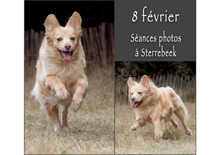 Loisirs Séances photos pour chiens dans lieu verdoyant entièrement clôturé
