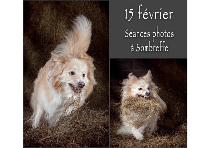 Loisirs Séances photos pour chiens dans grange