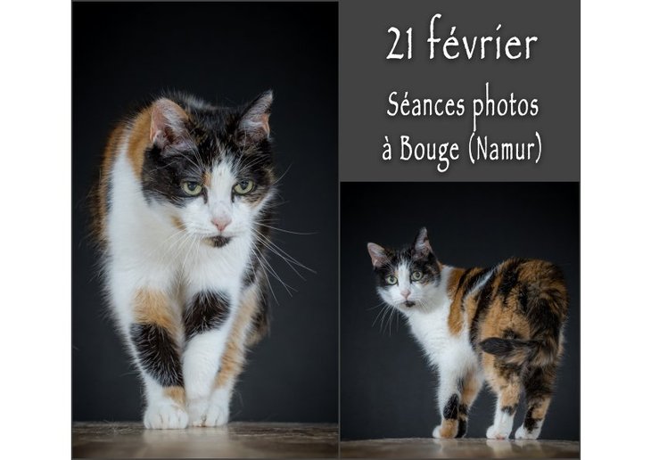 Loisirs Séances photos pour chats