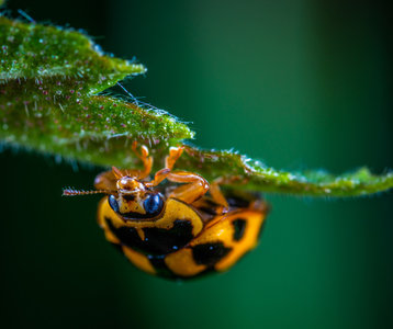 Stages,cours Le monde mystérieux insectes