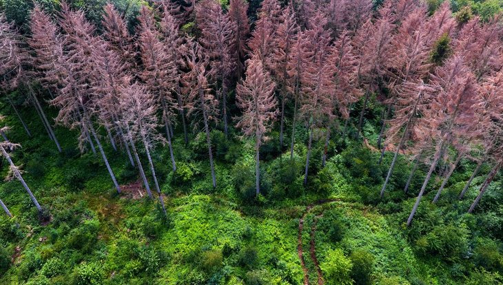 Conférences Canicules, sécheresses, incendies forêt : quelles ripostes? - soirée d étude
