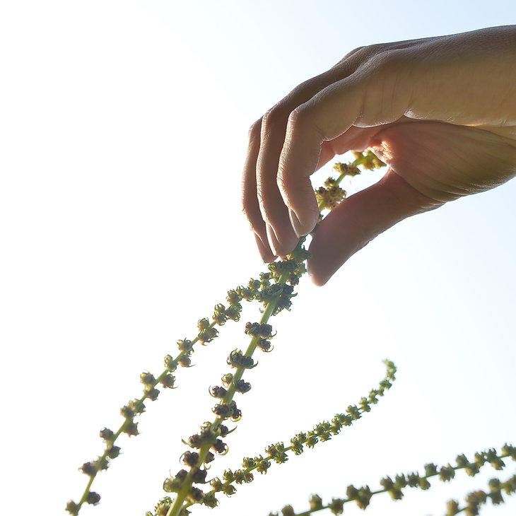 Stages,cours Initiation la production semences