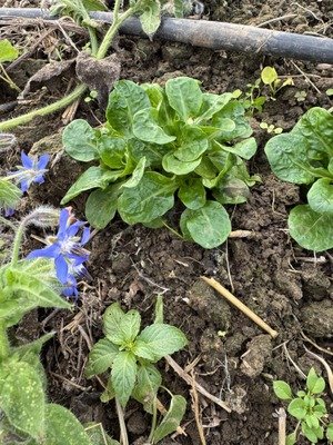 Stages,cours Démarrer potager