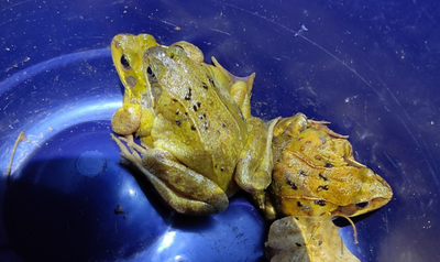 Conférences Sauvetage batraciens Soirée d’information