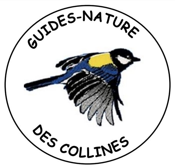 Loisirs Les oiseaux hiver, quelles espèces observer, mangent-ils?