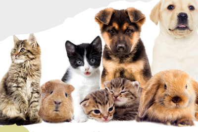 Stages,cours Journée bien-être animal