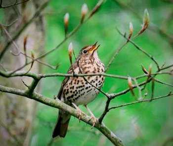 Stages,cours Cycle : Cours d initiation chants d oiseaux